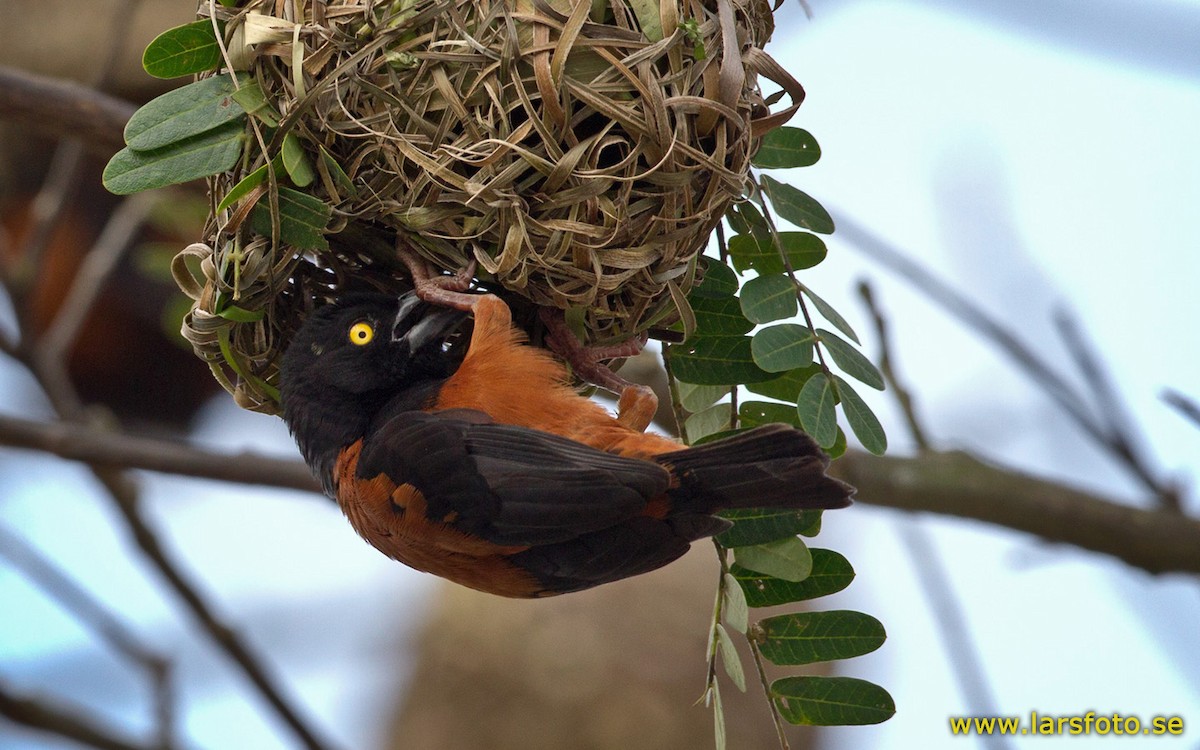 Chestnut-and-black Weaver - Lars Petersson | My World of Bird Photography