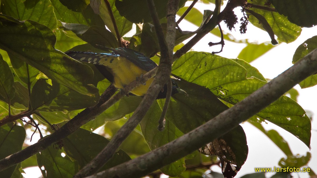 African Emerald Cuckoo - ML205915381