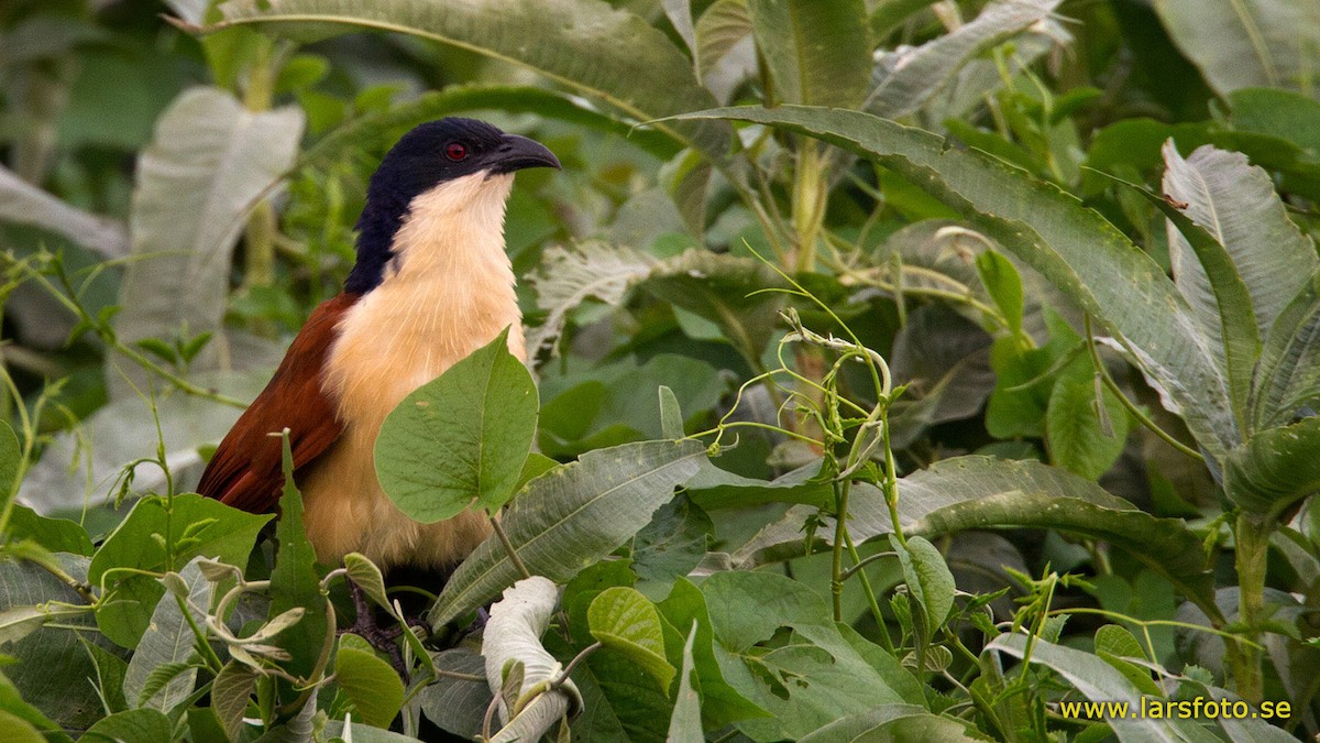 Blue-headed Coucal - Lars Petersson | My World of Bird Photography