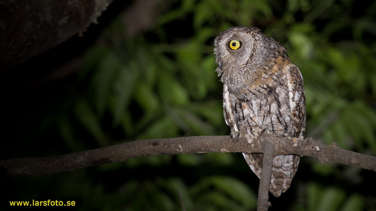 African Scops-Owl (African) - Lars Petersson | My World of Bird Photography
