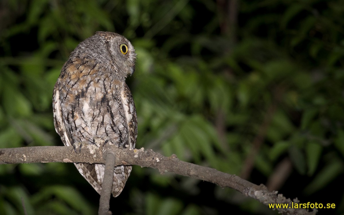 African Scops-Owl (African) - ML205915461