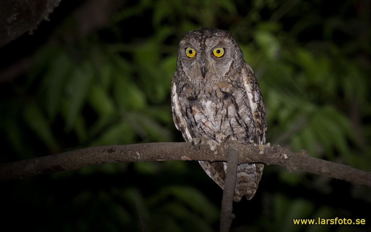 African Scops-Owl (African) - ML205915471