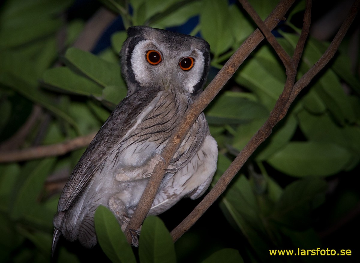 Northern White-faced Owl - ML205915481