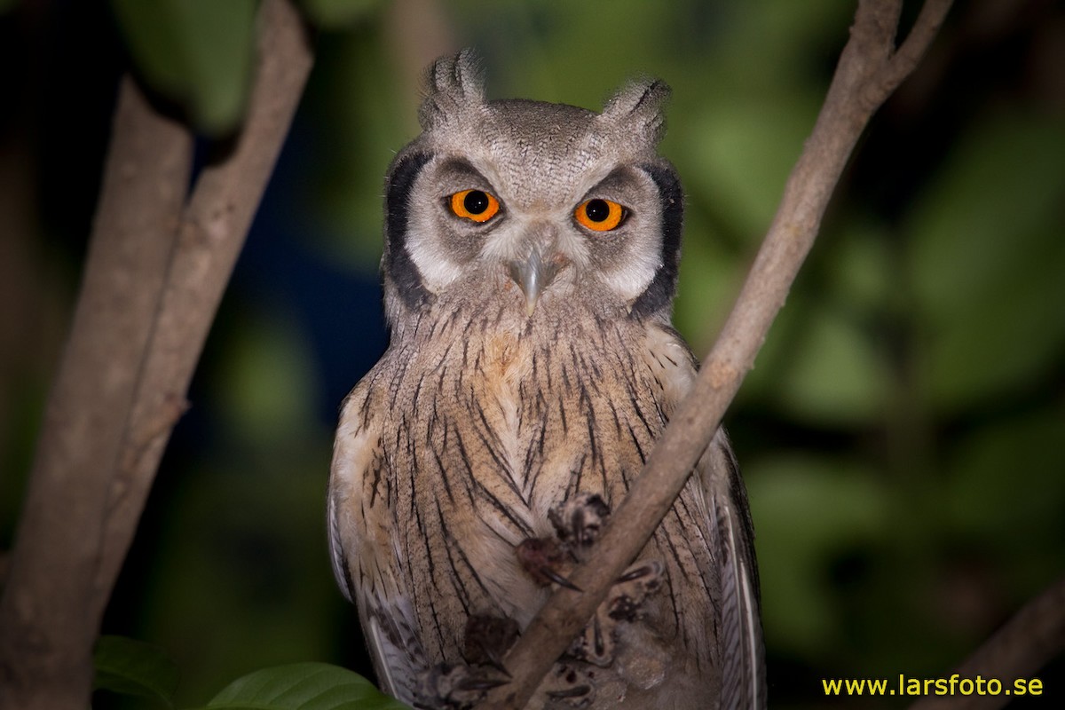 Northern White-faced Owl - Lars Petersson | My World of Bird Photography