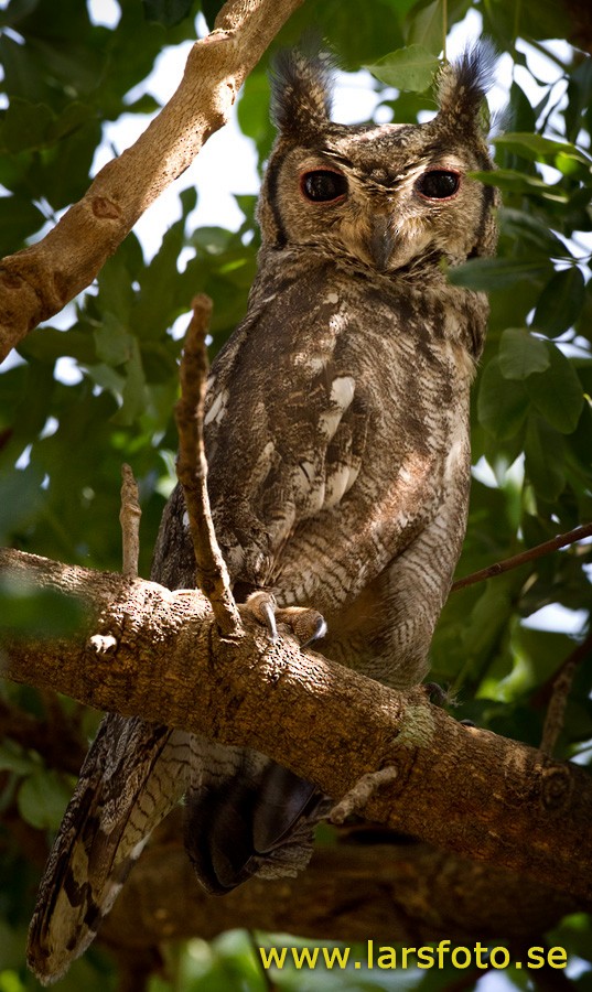 Grayish Eagle-Owl - ML205915511