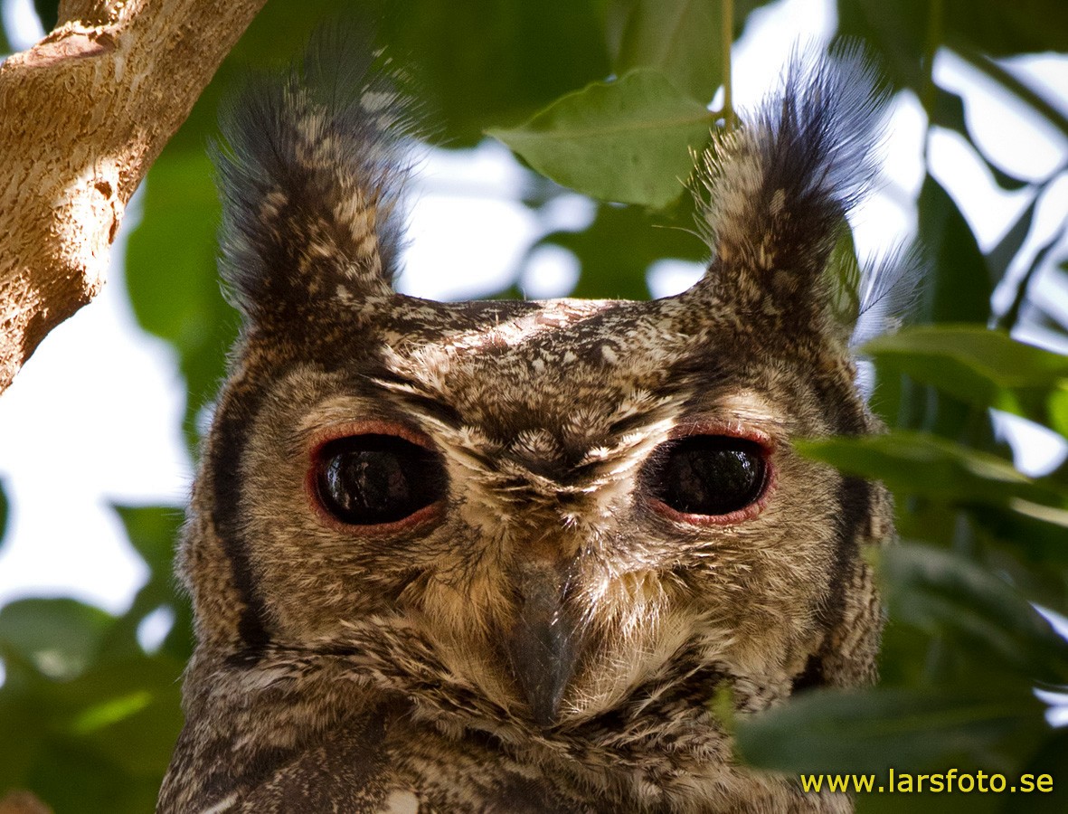 Grayish Eagle-Owl - Lars Petersson | My World of Bird Photography