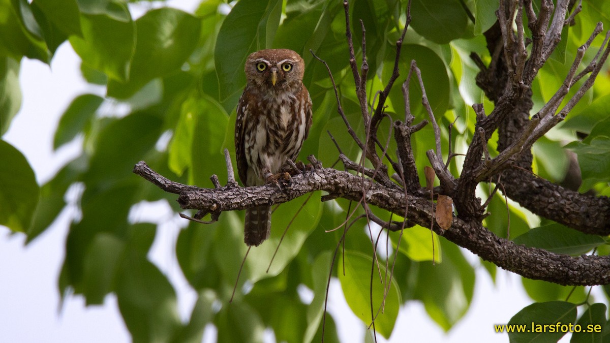 Pearl-spotted Owlet - Lars Petersson | My World of Bird Photography