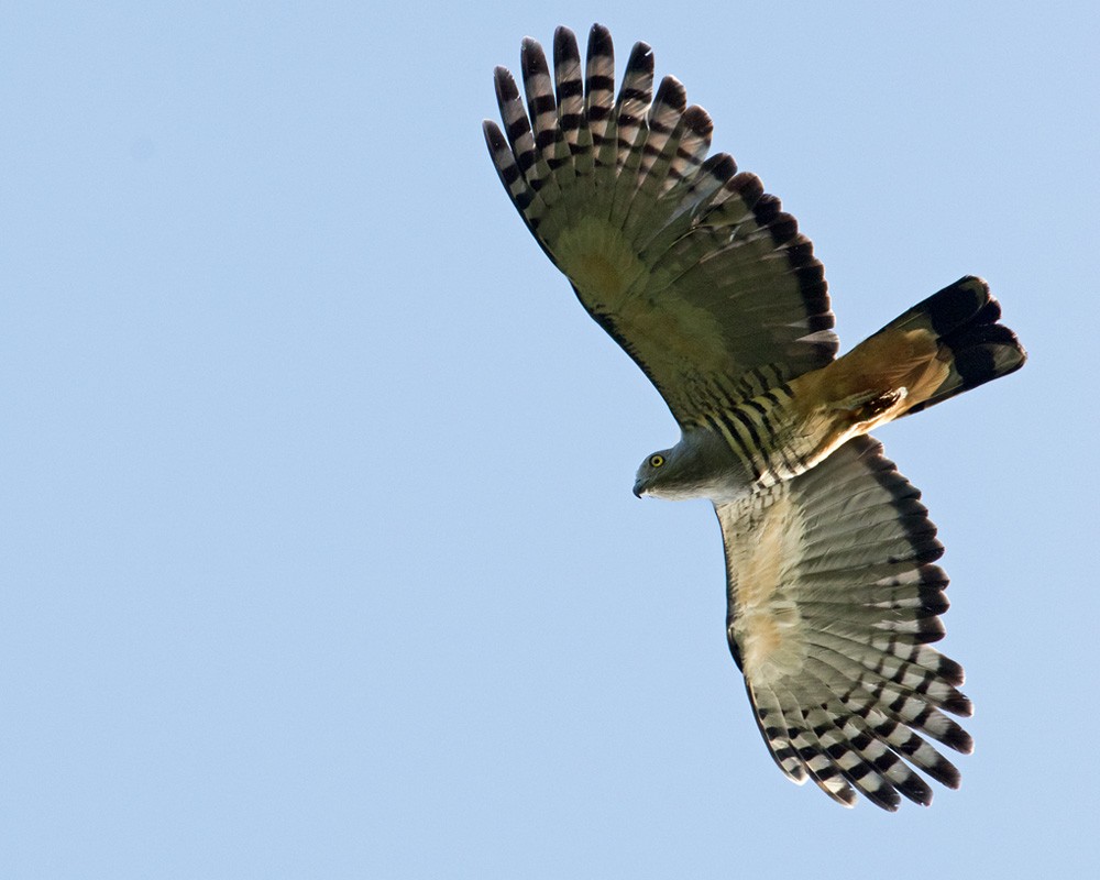 Pacific Baza - Lars Petersson | My World of Bird Photography