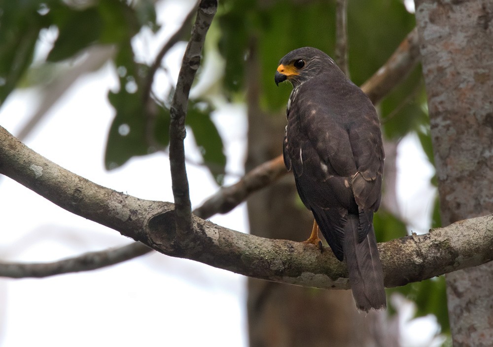 Изменчивый Ястреб [Группа Hiogaster] - EBird