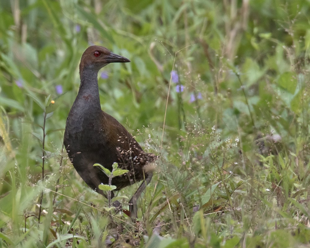 Woodford's Rail (Guadalcanal) - Lars Petersson | My World of Bird Photography