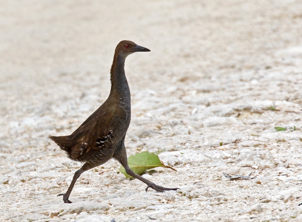 Woodford's Rail (Guadalcanal) - Lars Petersson | My World of Bird Photography