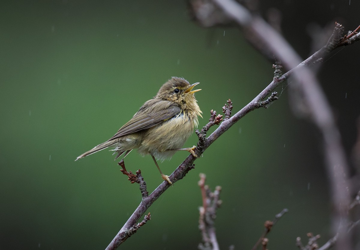 Canary Islands Chiffchaff - Lars Petersson | My World of Bird Photography