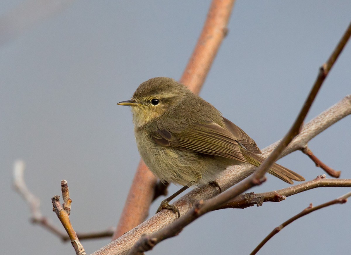 Canary Islands Chiffchaff - Lars Petersson | My World of Bird Photography