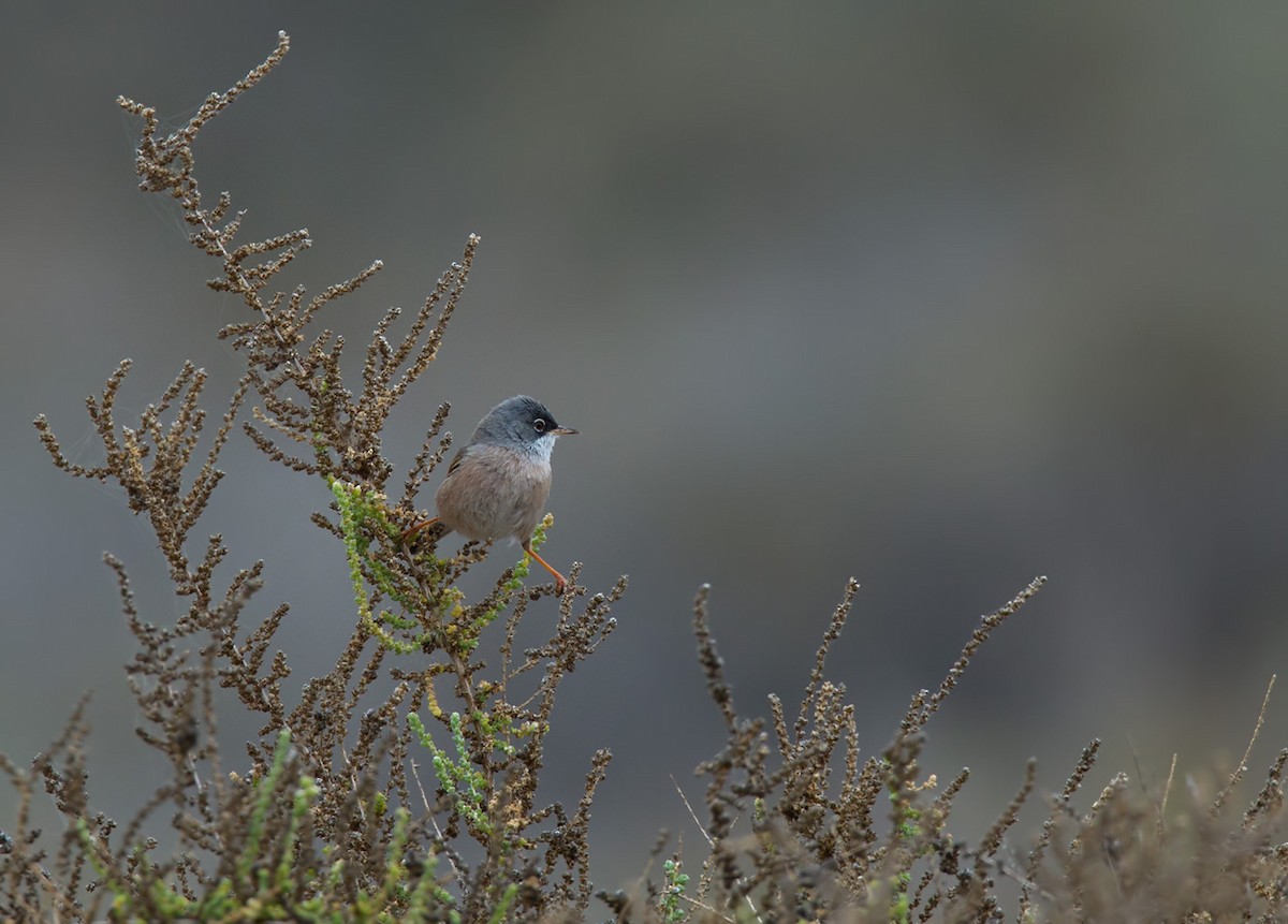 Spectacled Warbler - Lars Petersson | My World of Bird Photography