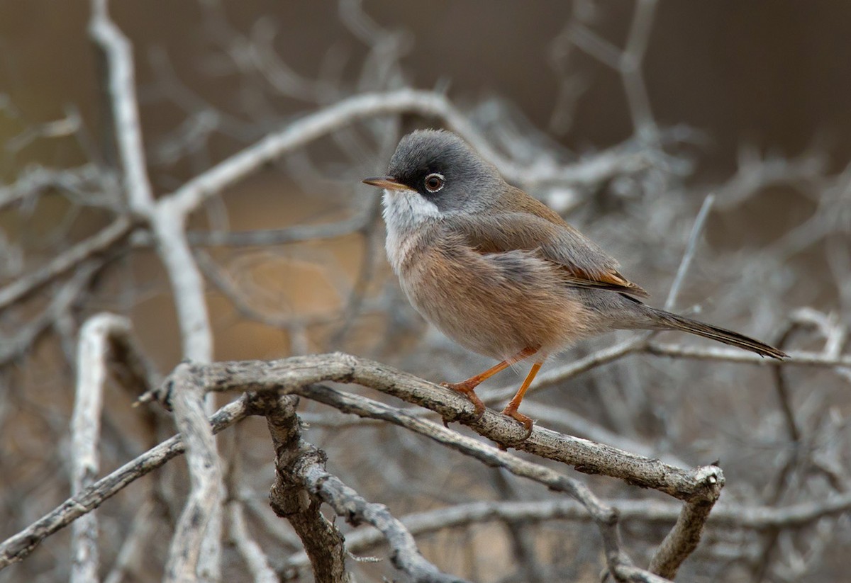 Spectacled Warbler - Lars Petersson | My World of Bird Photography