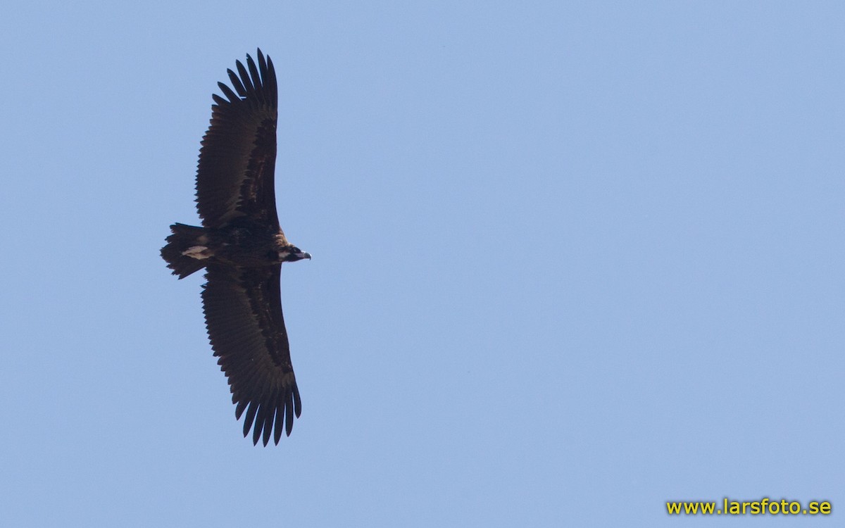 Cinereous Vulture - Lars Petersson | My World of Bird Photography