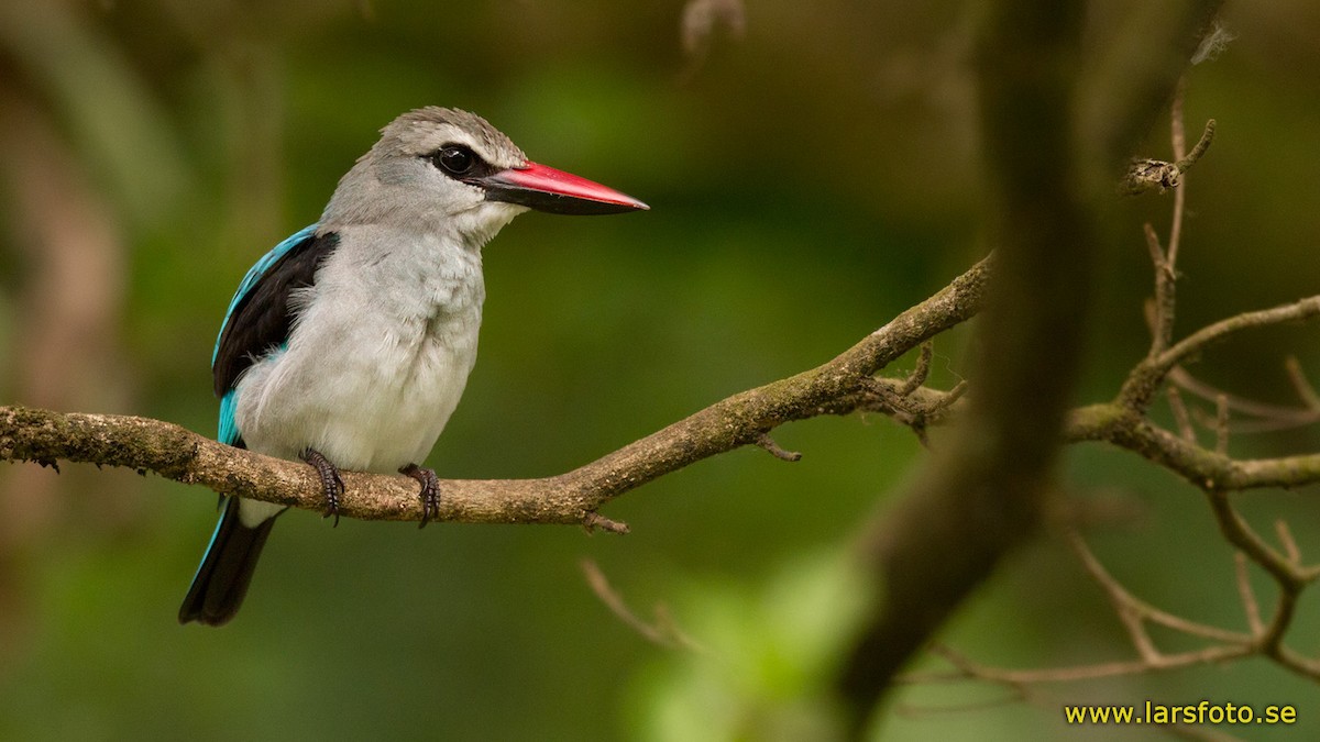 Woodland Kingfisher - Lars Petersson | My World of Bird Photography