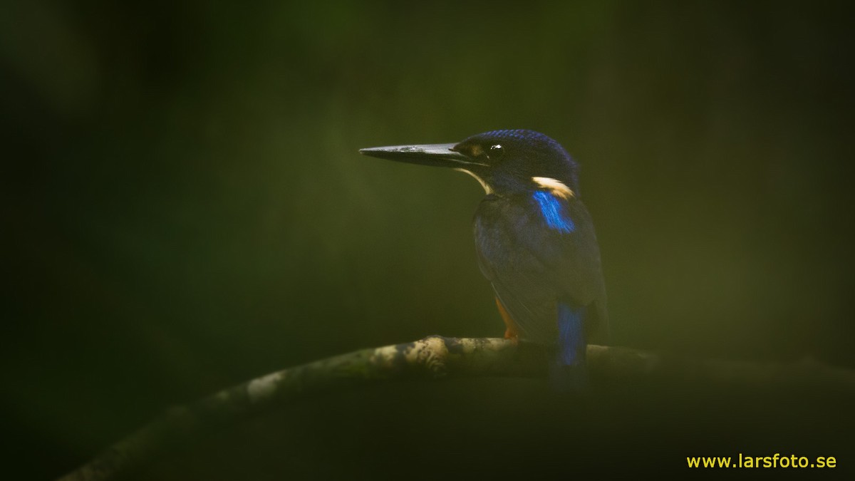 Shining-blue Kingfisher - ML205916601