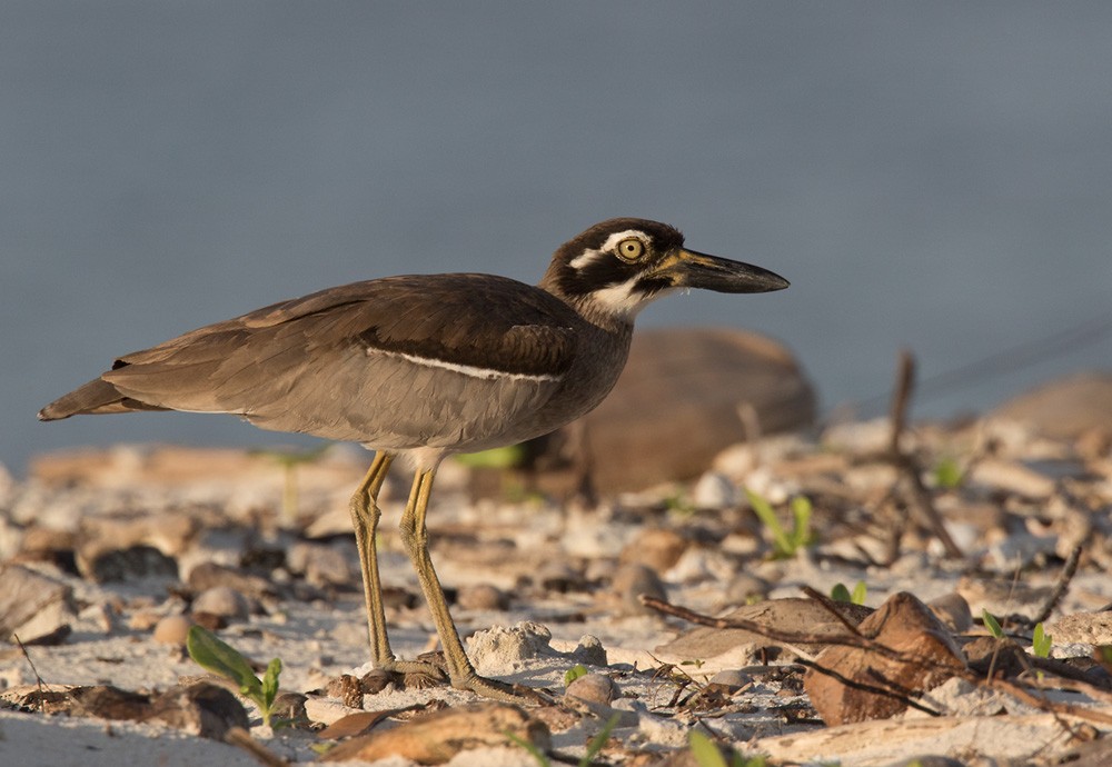 Beach Thick-knee - Lars Petersson | My World of Bird Photography