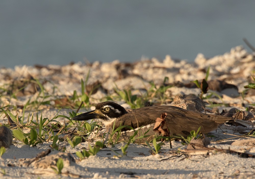 Beach Thick-knee - Lars Petersson | My World of Bird Photography