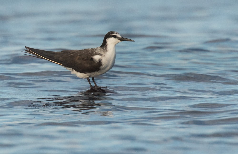Bridled Tern - Lars Petersson | My World of Bird Photography