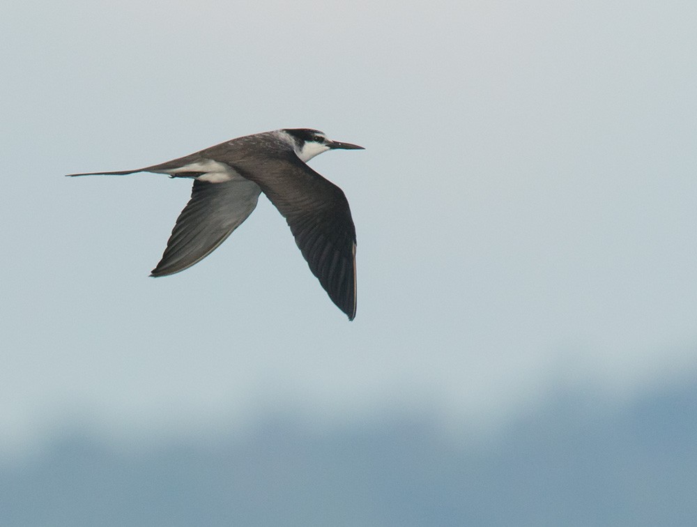 Bridled Tern - Lars Petersson | My World of Bird Photography