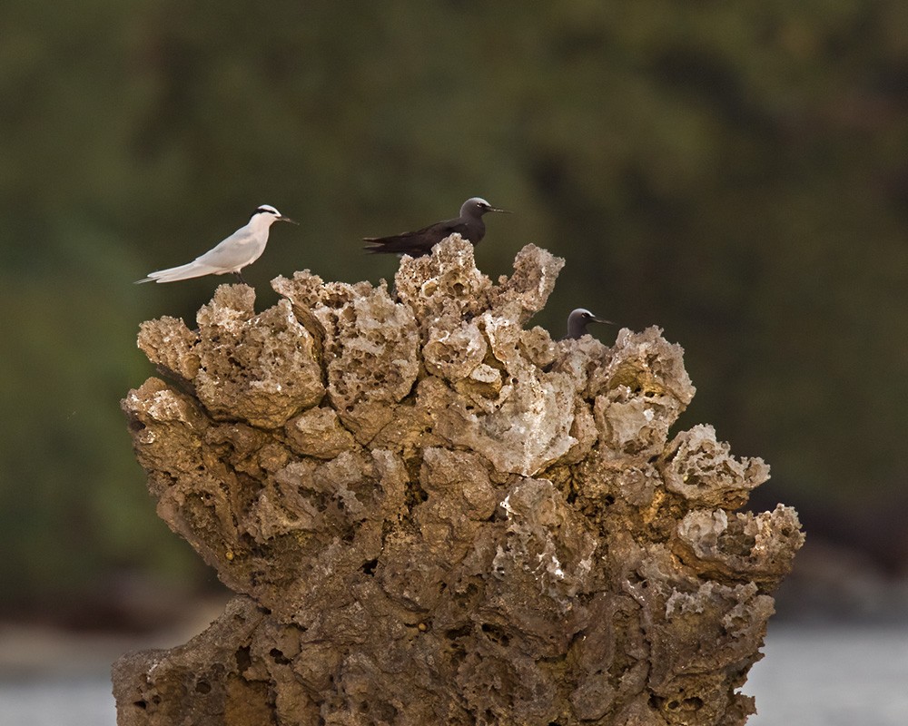 Black-naped Tern - Lars Petersson | My World of Bird Photography
