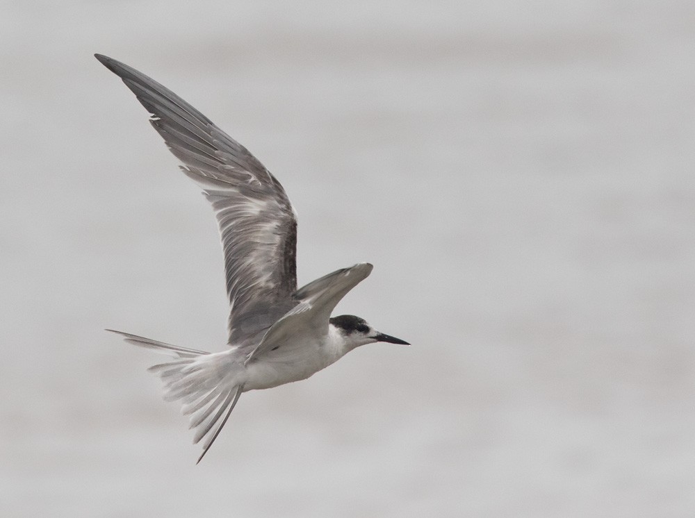Common Tern (longipennis) - ML205916841