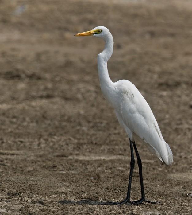 Yellow-billed Egret - Lars Petersson | My World of Bird Photography