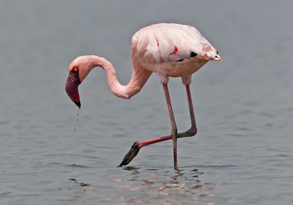 Lesser Flamingo - Lars Petersson | My World of Bird Photography