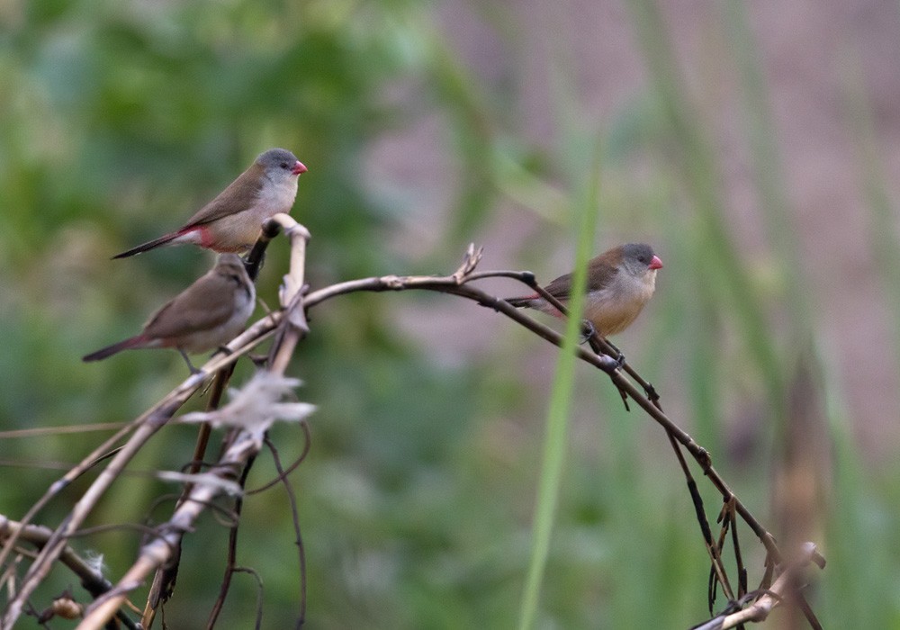 Fawn-breasted Waxbill (benguellensis) - ML205917091