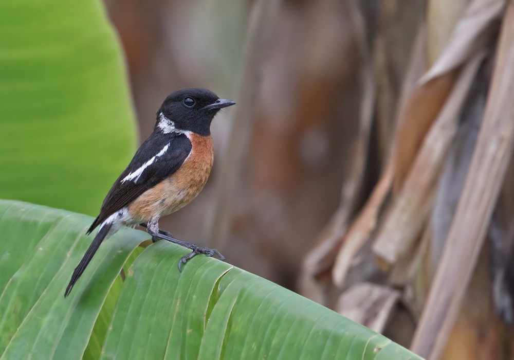 African Stonechat (African) - Lars Petersson | My World of Bird Photography
