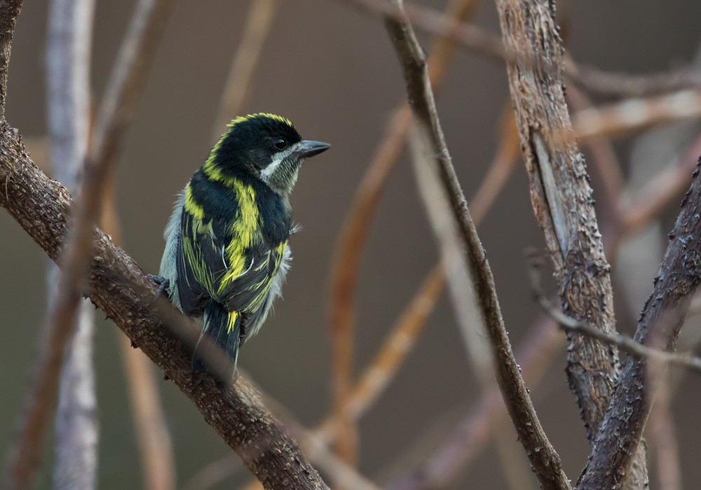 Western Tinkerbird (Angola) - ML205917161