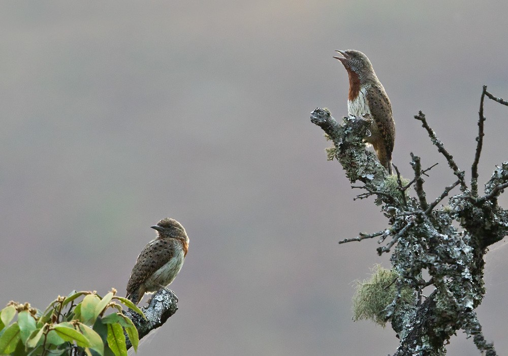 Rufous-necked Wryneck (Rufous-necked) - Lars Petersson | My World of Bird Photography