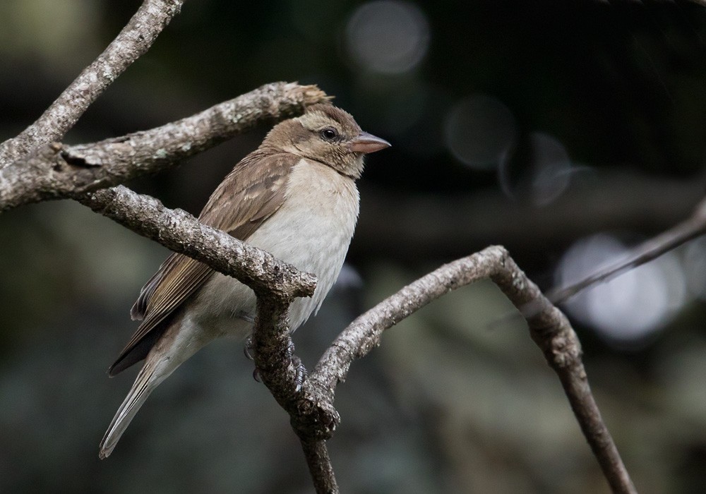 Yellow-throated Bush Sparrow - ML205917201