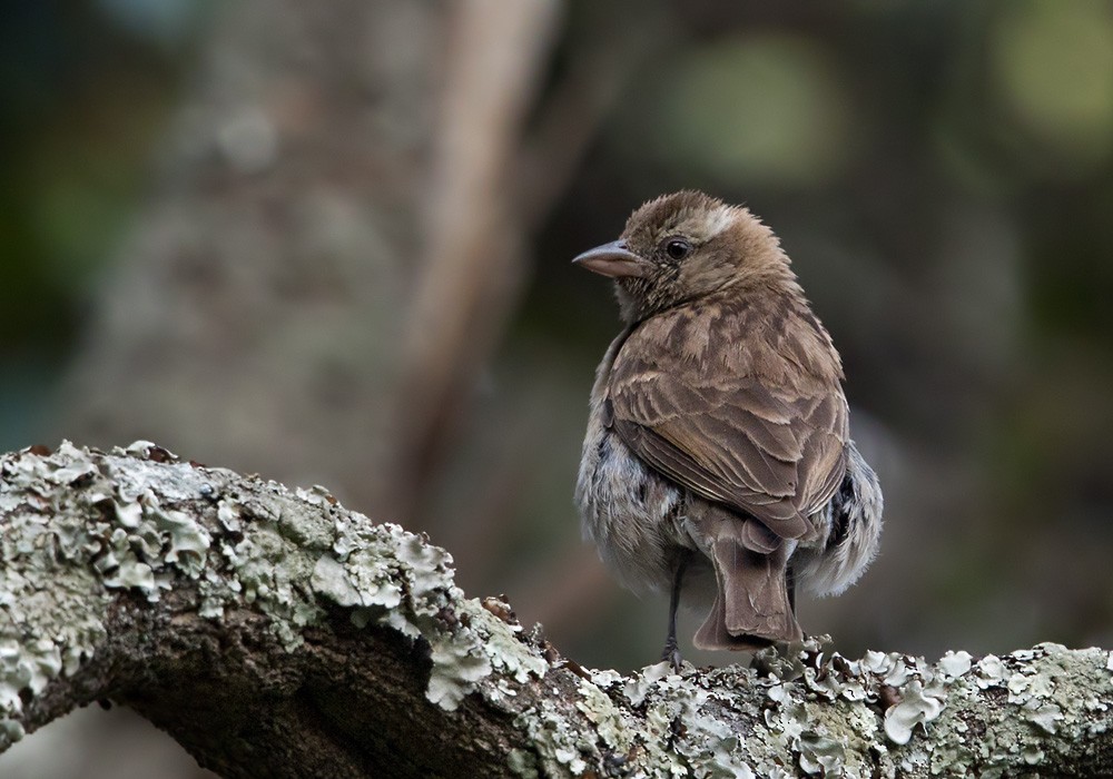 Yellow-throated Bush Sparrow - ML205917211