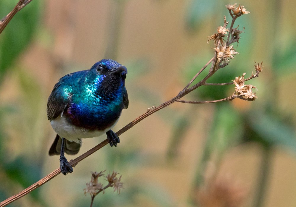 Oustalet's Sunbird (Angola) - Lars Petersson | My World of Bird Photography