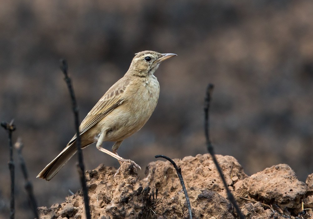 Long-billed Pipit (East African) - Lars Petersson | My World of Bird Photography