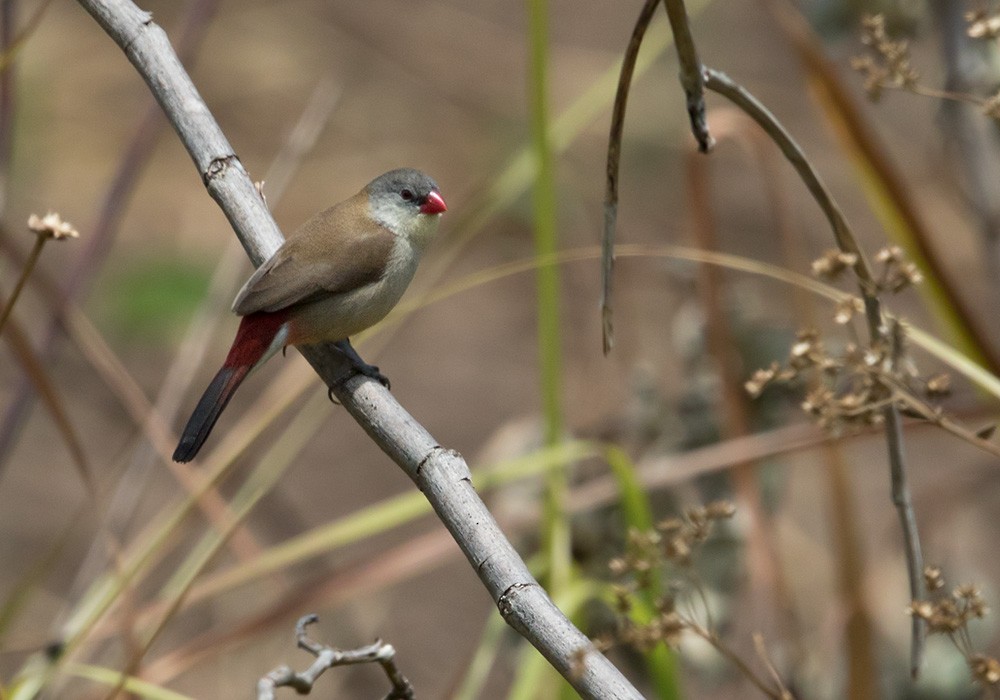 Fawn-breasted Waxbill (benguellensis) - ML205917381