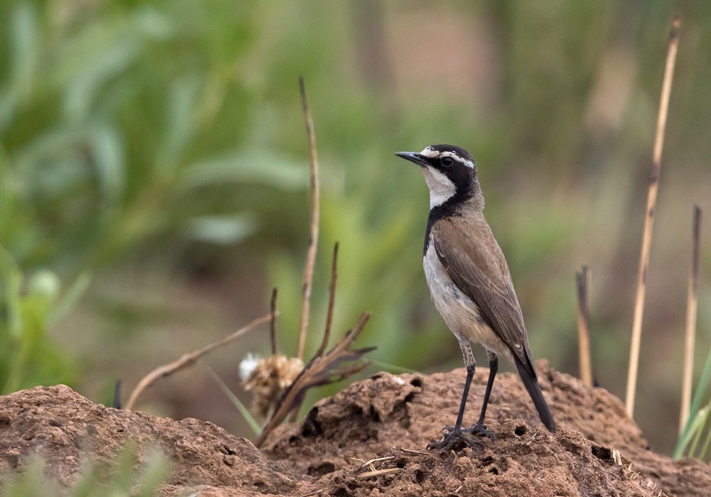 Capped Wheatear - Lars Petersson | My World of Bird Photography