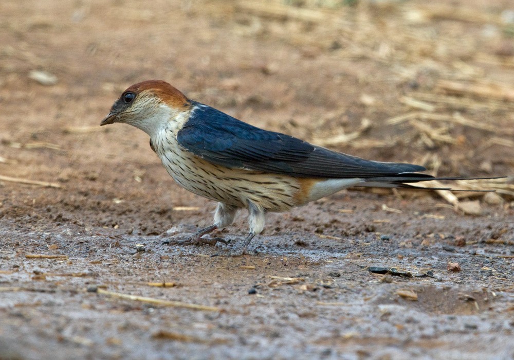 Greater Striped Swallow - ML205917411