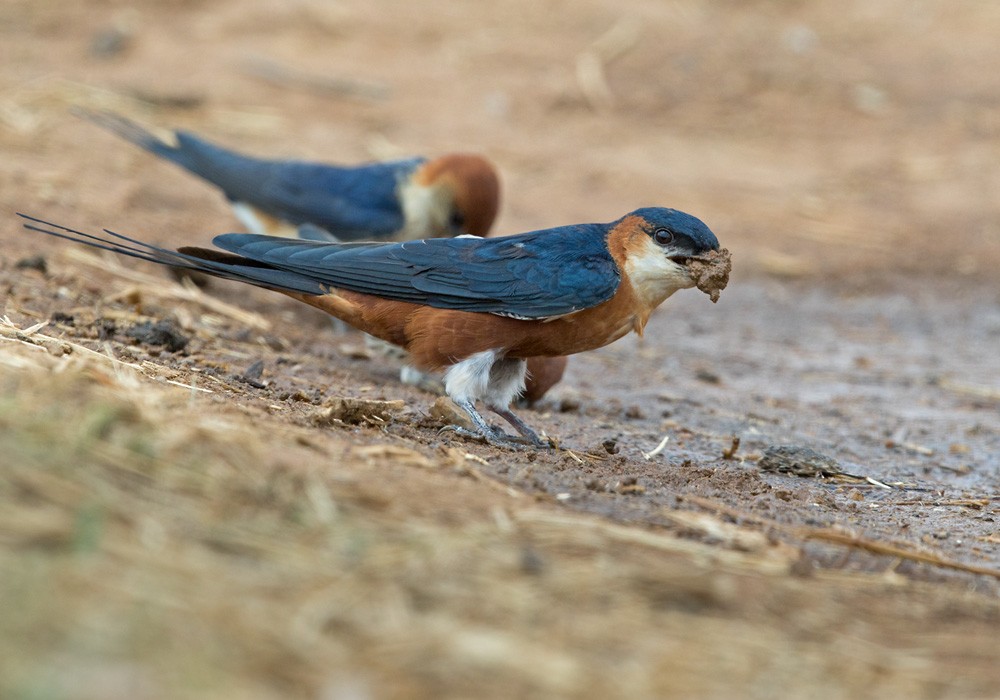 Mosque Swallow - Lars Petersson | My World of Bird Photography