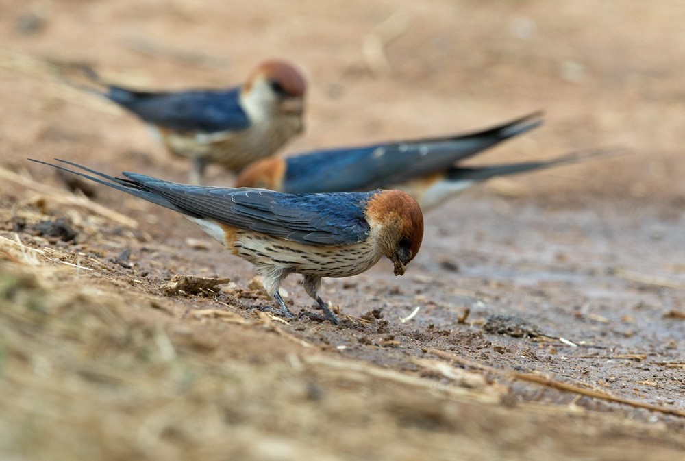 Greater Striped Swallow - ML205917441