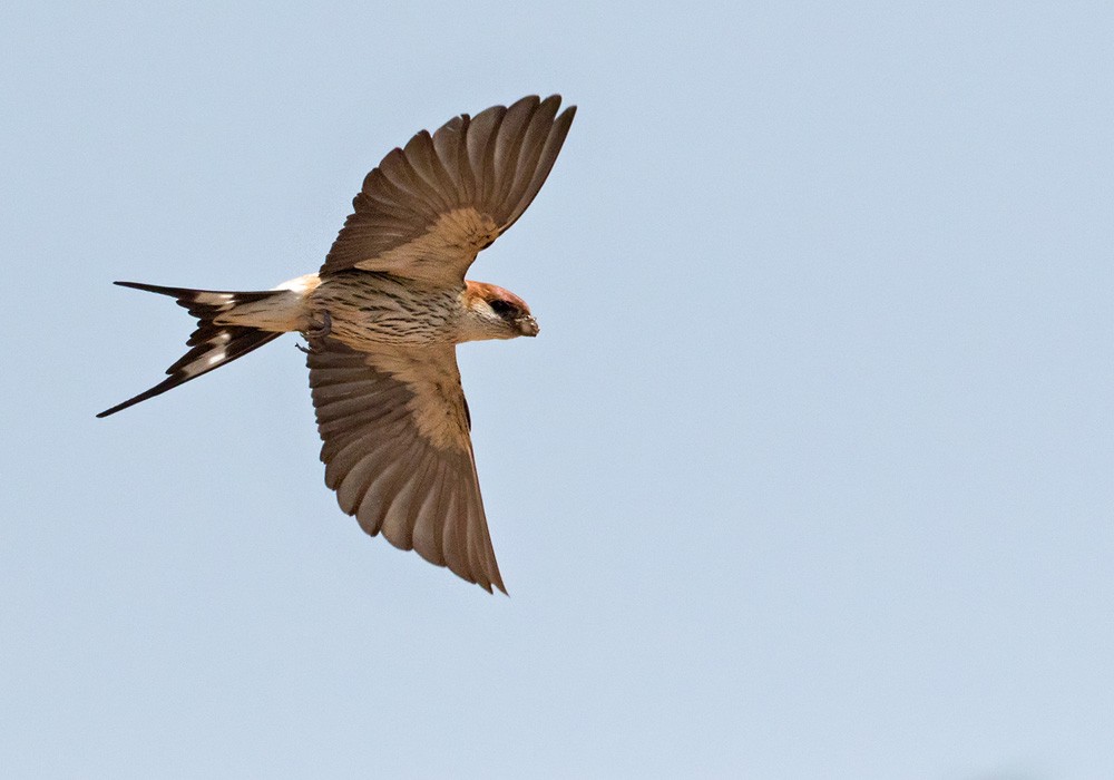 Greater Striped Swallow - ML205917451
