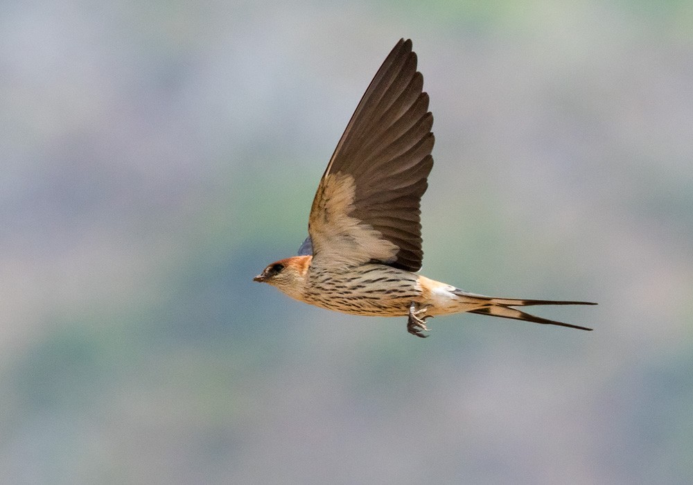 Greater Striped Swallow - ML205917461