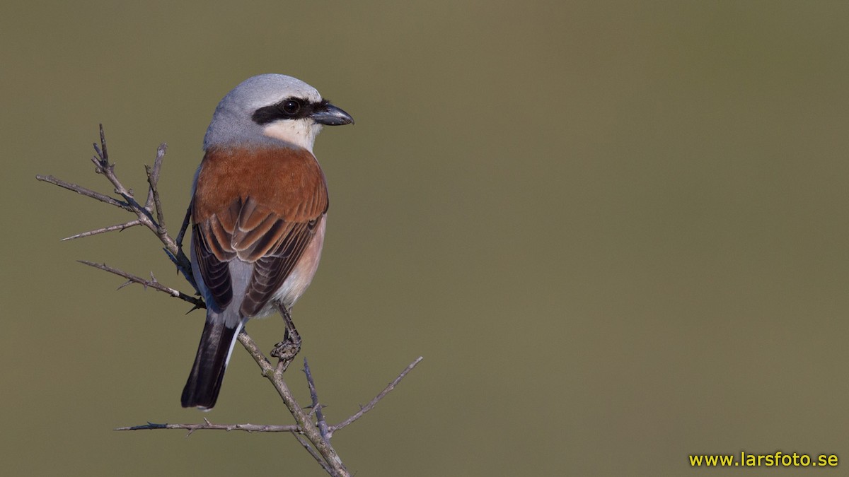 Red-backed Shrike - Lars Petersson | My World of Bird Photography