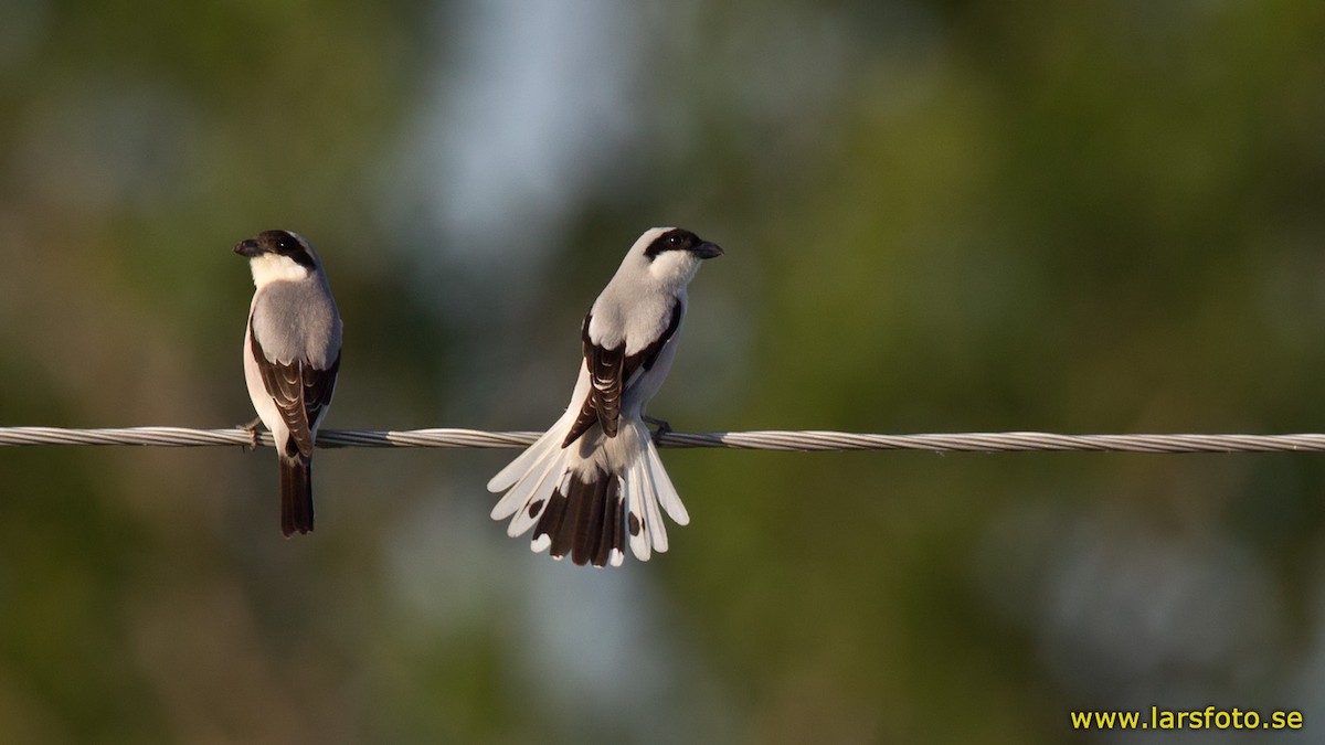 Lesser Gray Shrike - Lars Petersson | My World of Bird Photography