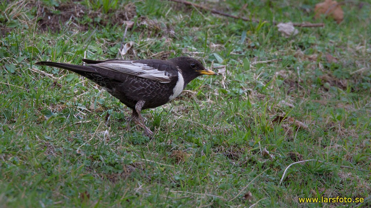 Ring Ouzel (Caucasian) - Lars Petersson | My World of Bird Photography