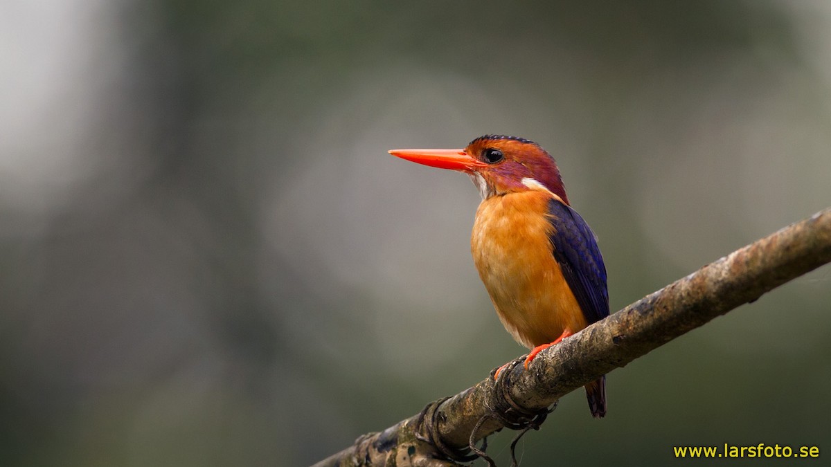 African Pygmy Kingfisher - Lars Petersson | My World of Bird Photography