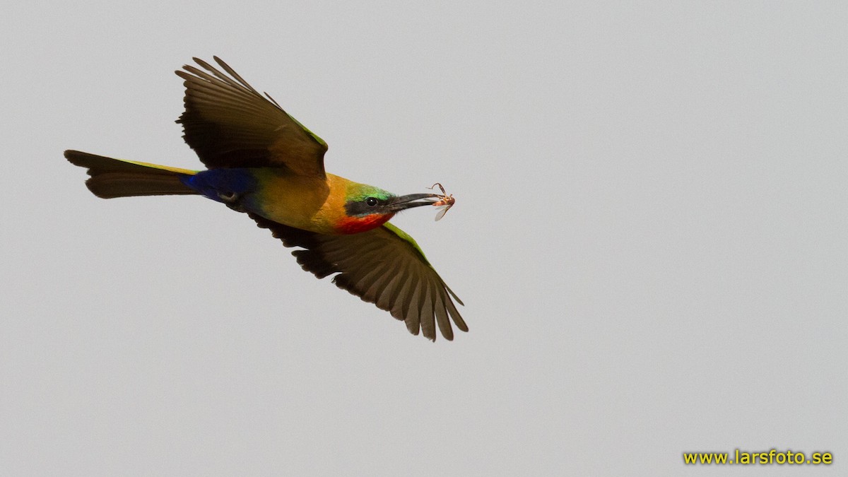Red-throated Bee-eater - ML205917821